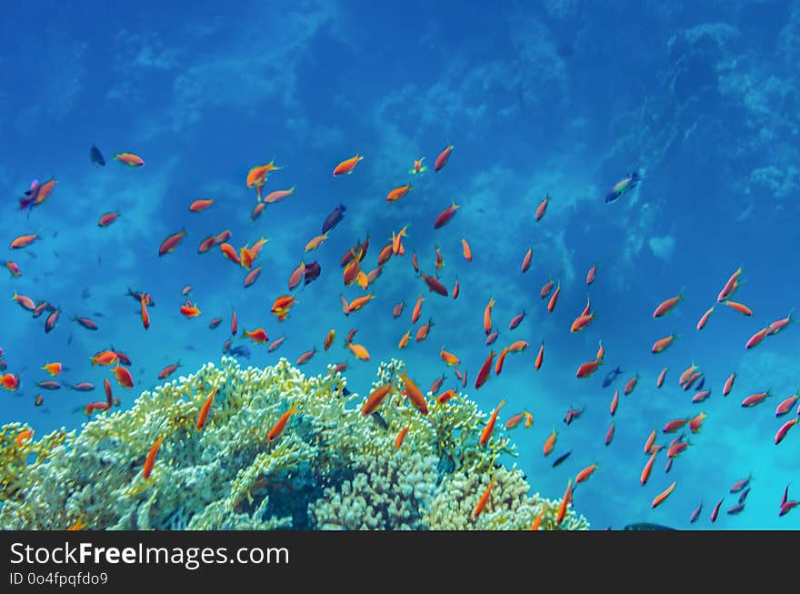 Coral reef of the red sea with beautiful colorful fish under water, beautiful views of the underwater world in a multicolored variety. Coral reef of the red sea with beautiful colorful fish under water, beautiful views of the underwater world in a multicolored variety