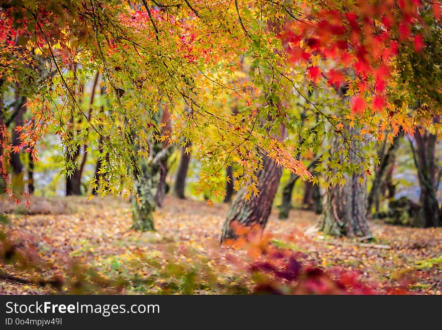 Beautiful maple leaf tree in autumn season