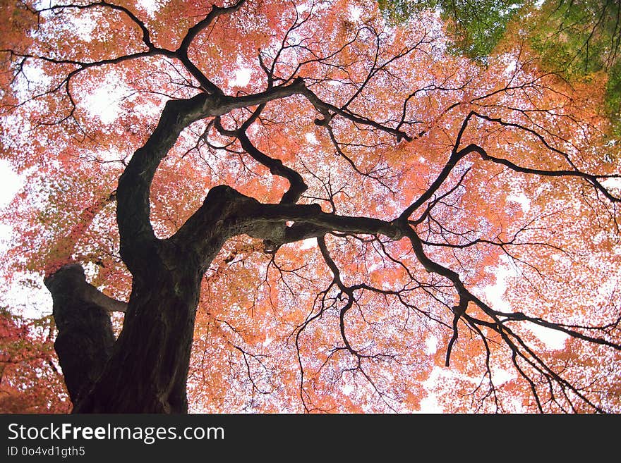 Wide angle landscape of Japanese Autumn Maple tree