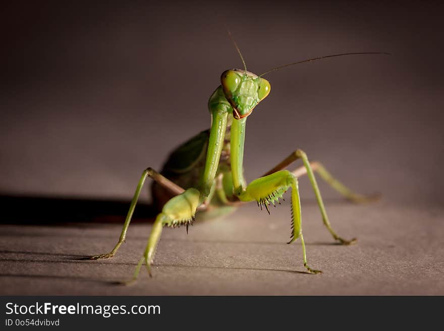 Amazing macro shot of a green mantis on an isolated background in the Studio