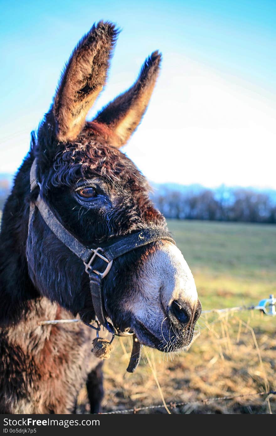 Donkeys Farm Animal brown colour close up