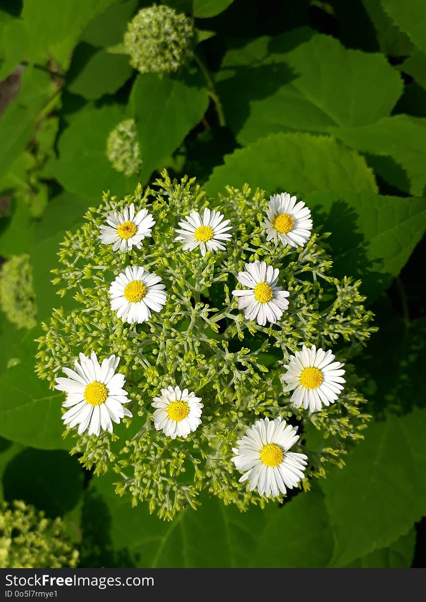 Flower, Tanacetum Parthenium, Plant, Chamaemelum Nobile