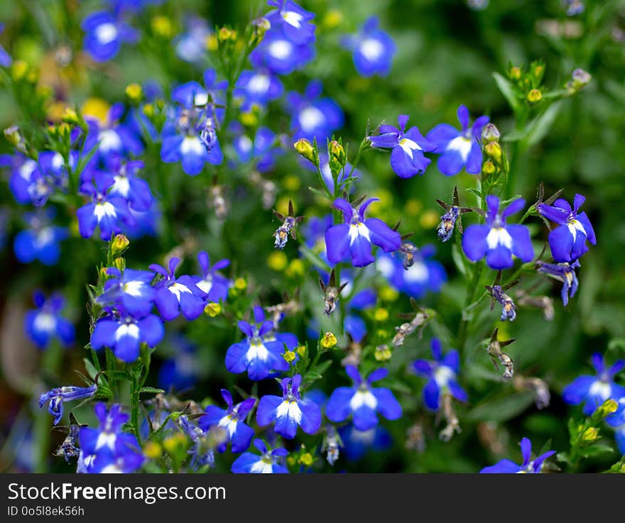 Flower, Blue, Plant, Flora