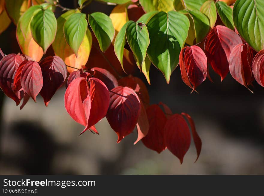 Flower, Leaf, Plant, Flora