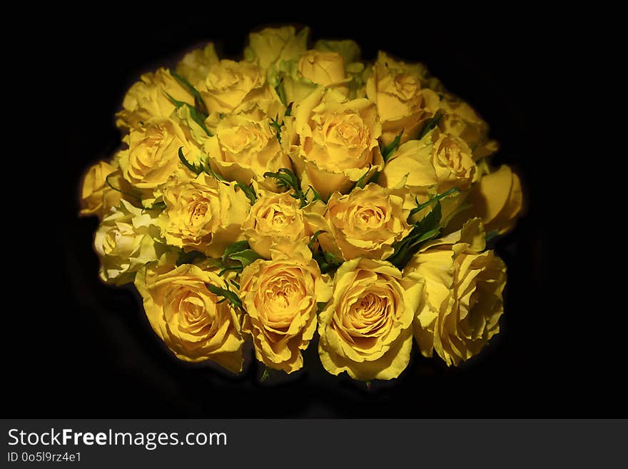 Yellow, Flower, Rose, Rose Family