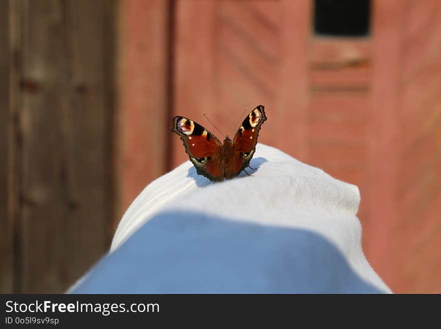 Butterfly, Moths And Butterflies, Insect, Invertebrate