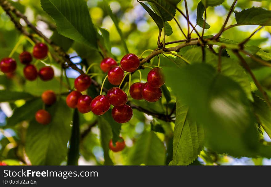 Cherry, Fruit, Berry, Plant