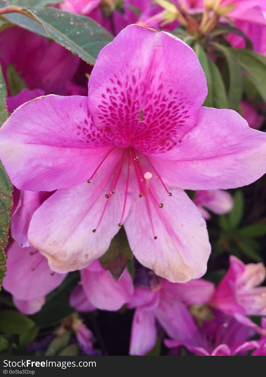 Flower, Plant, Woody Plant, Pink