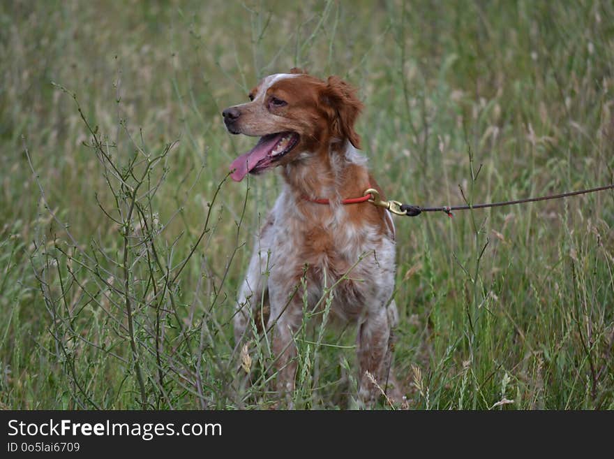 Dog, Dog Breed, Brittany, Dog Like Mammal