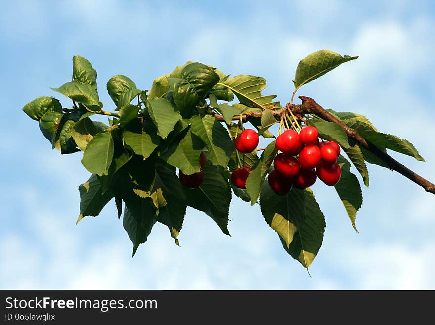 Cherry, Fruit, Leaf, Plant