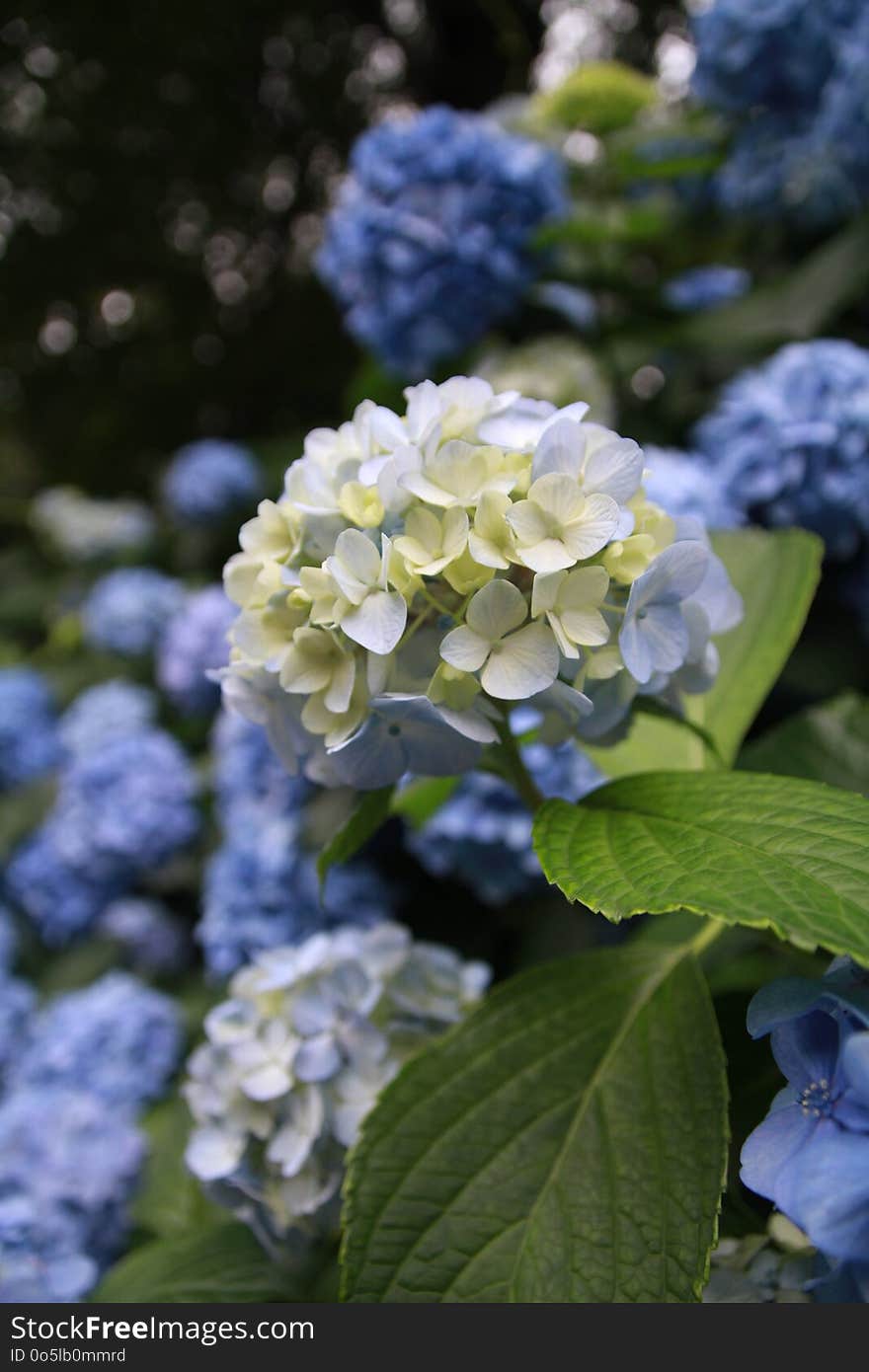 Flower, Blue, Plant, Hydrangea