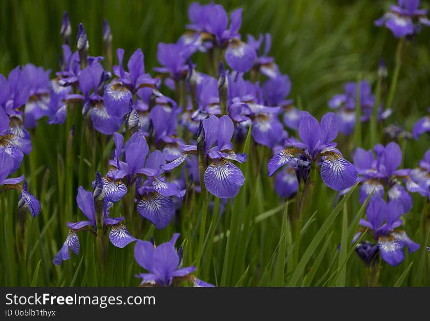 Flower, Blue, Plant, Flowering Plant