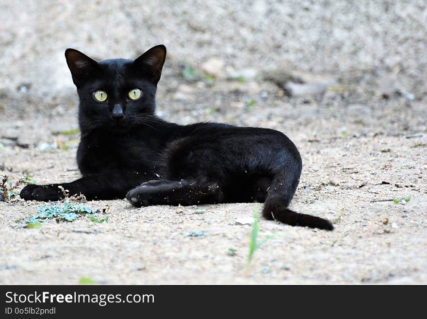 Cat, Black Cat, Mammal, Small To Medium Sized Cats