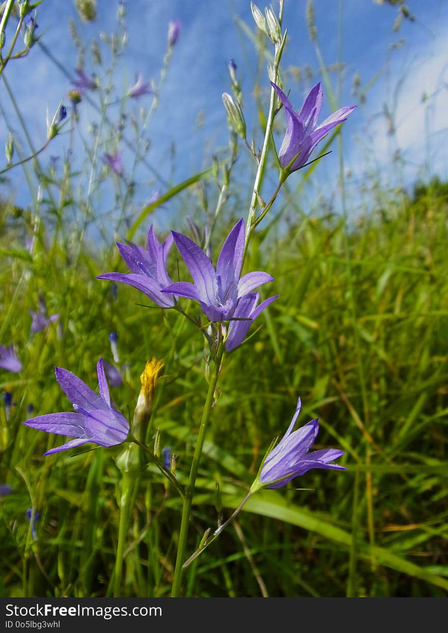 Flower, Flora, Plant, Bellflower Family