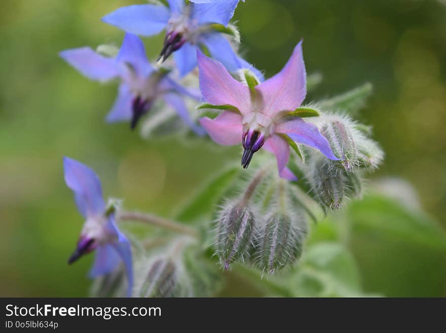 Flora, Plant, Flower, Bellflower Family