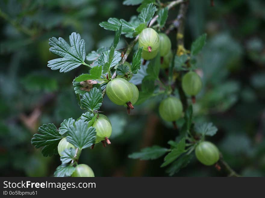 Gooseberry, Plant, Berry, Fruit