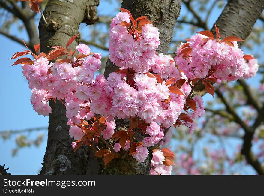 Pink, Blossom, Flower, Spring