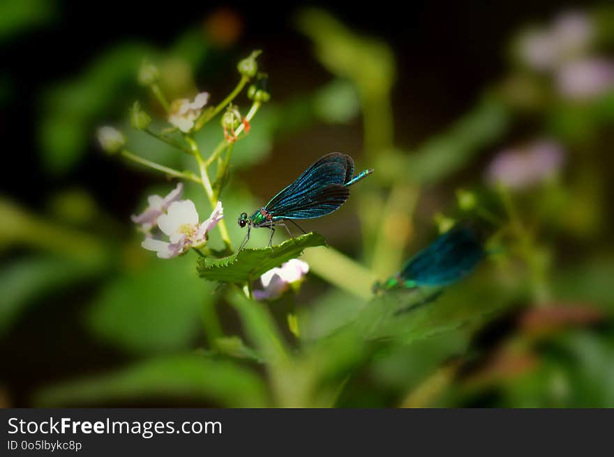 Insect, Butterfly, Lycaenid, Moths And Butterflies