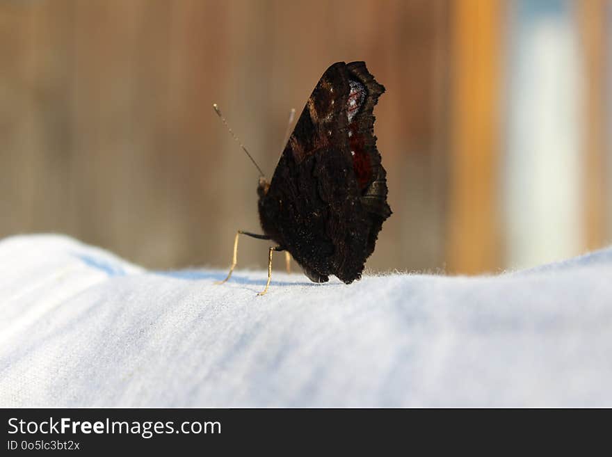 Moths And Butterflies, Insect, Butterfly, Pollinator