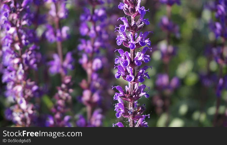 Plant, English Lavender, Lavender, Purple