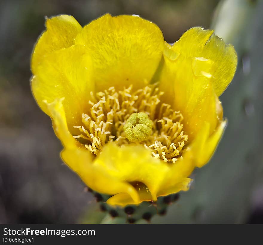 Yellow, Flower, Wildflower, Flora