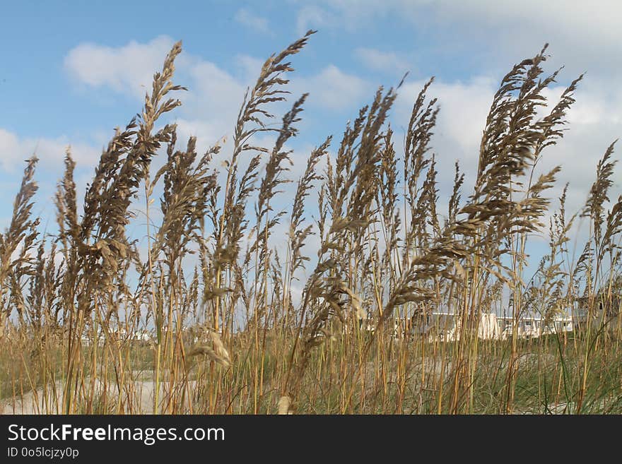 Grass Family, Ecosystem, Phragmites, Grass