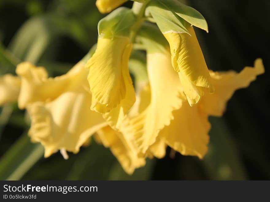 Flower, Yellow, Flora, Plant