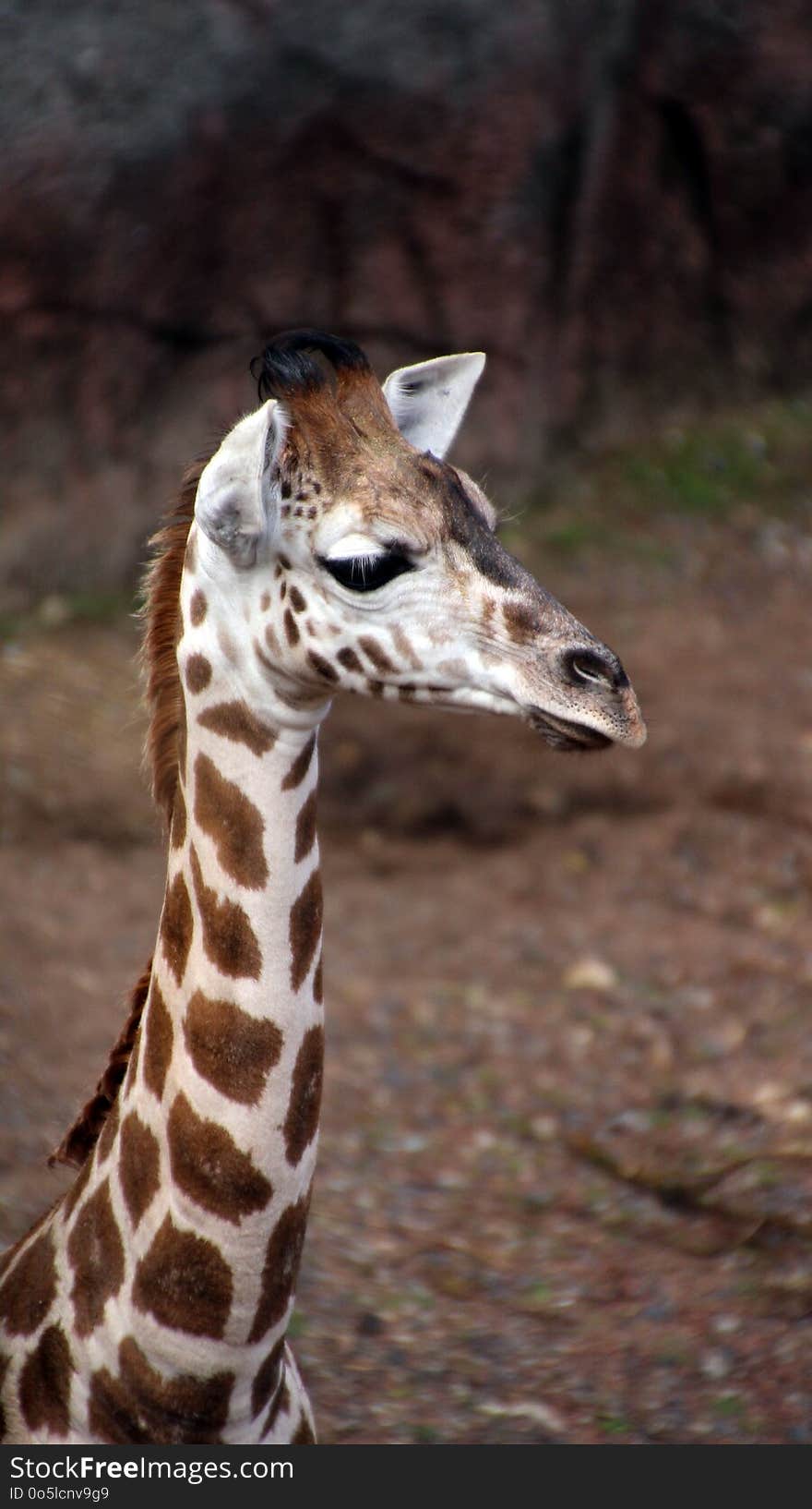 Giraffe, Terrestrial Animal, Wildlife, Giraffidae