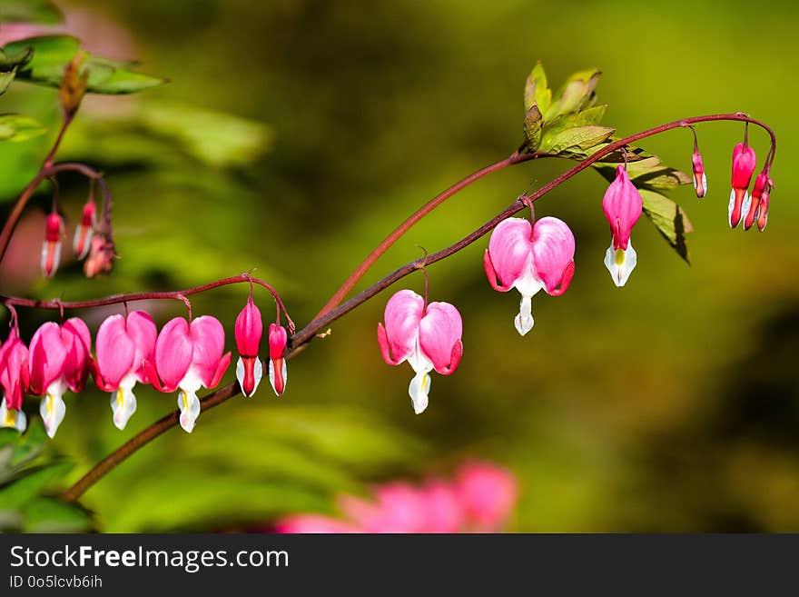 Flower, Flora, Pink, Plant