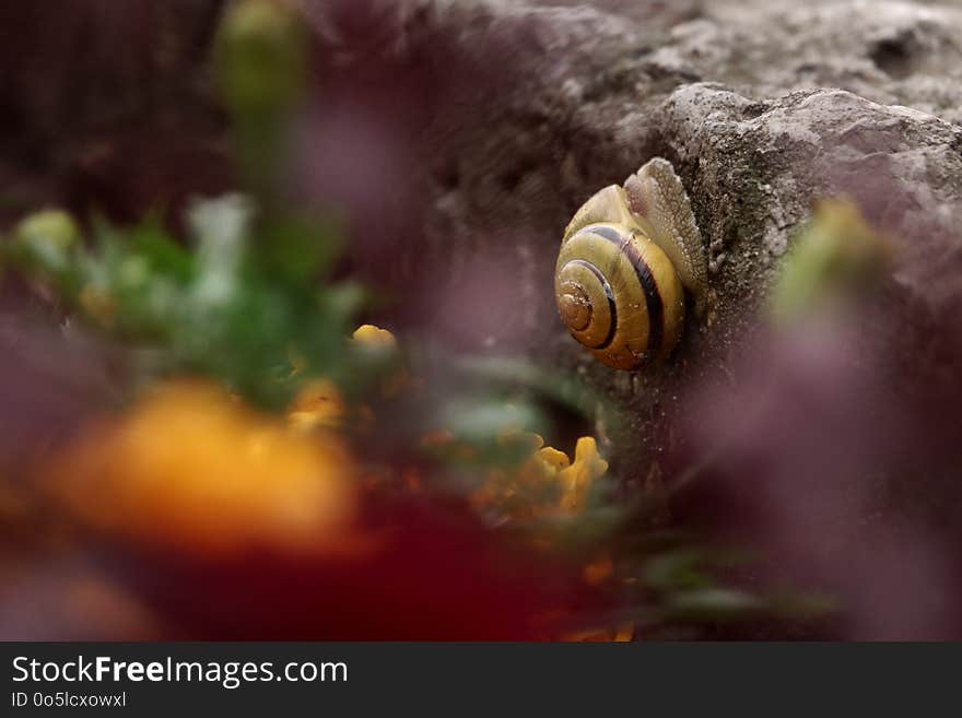 Snail, Snails And Slugs, Close Up, Macro Photography