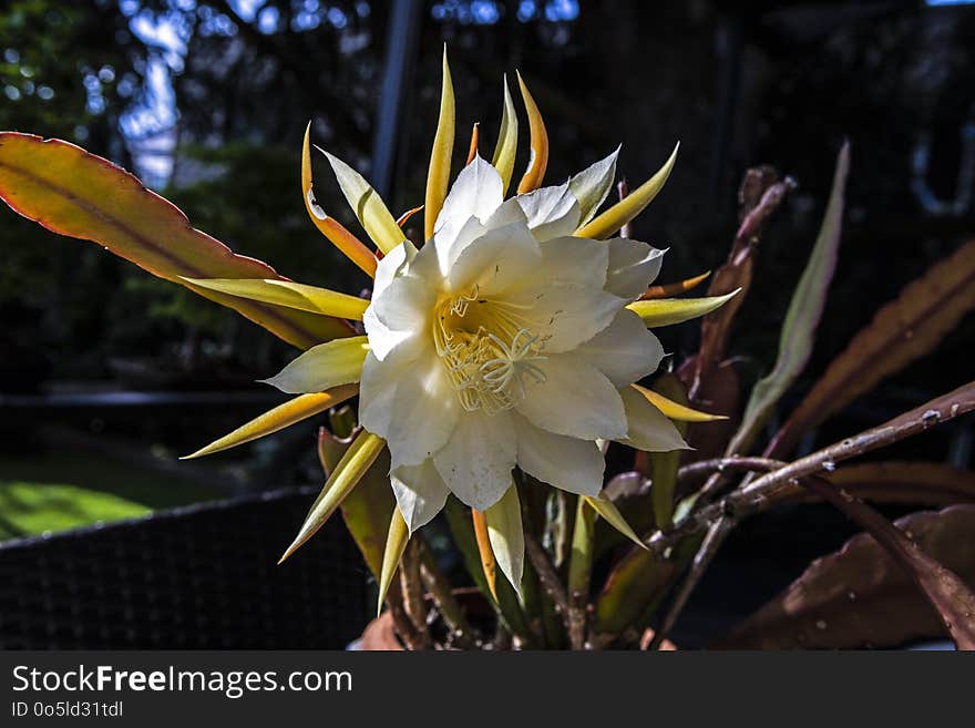 Flower, Plant, Flowering Plant, Flora