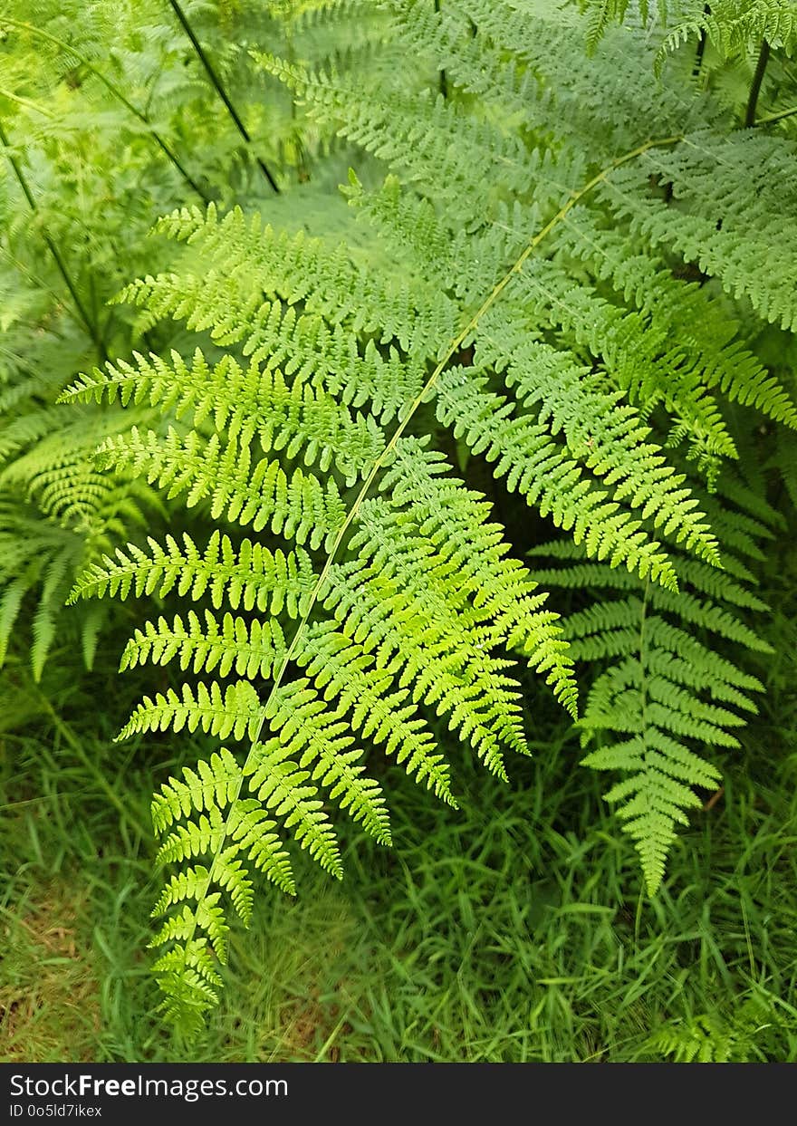 Ferns And Horsetails, Vegetation, Plant, Fern