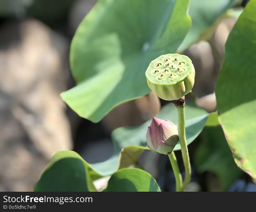 Plant, Flower, Sacred Lotus, Lotus