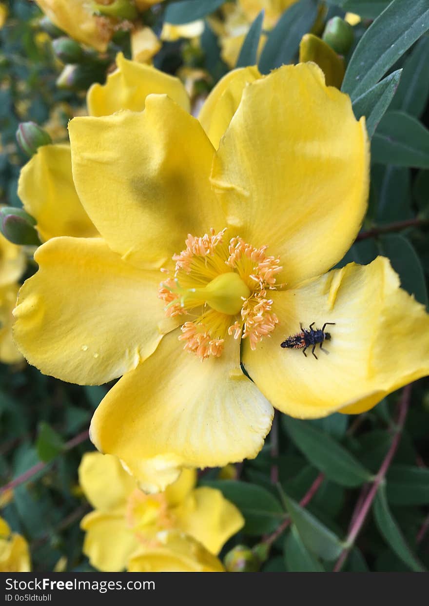 Flower, Yellow, Flora, Wildflower