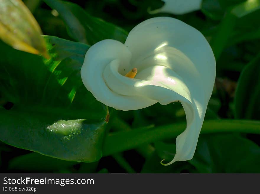 Flower, Flora, Plant, Aquatic Plant