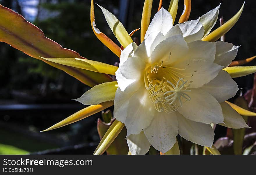 Plant, Flower, Flowering Plant, Epiphyllum