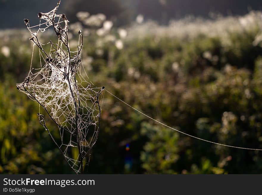 Spider Web, Water, Moisture, Grass