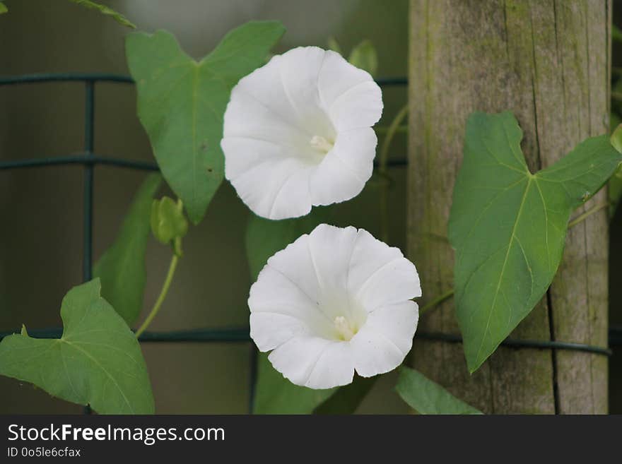 Flower, Plant, Morning Glory Family, Moonflower