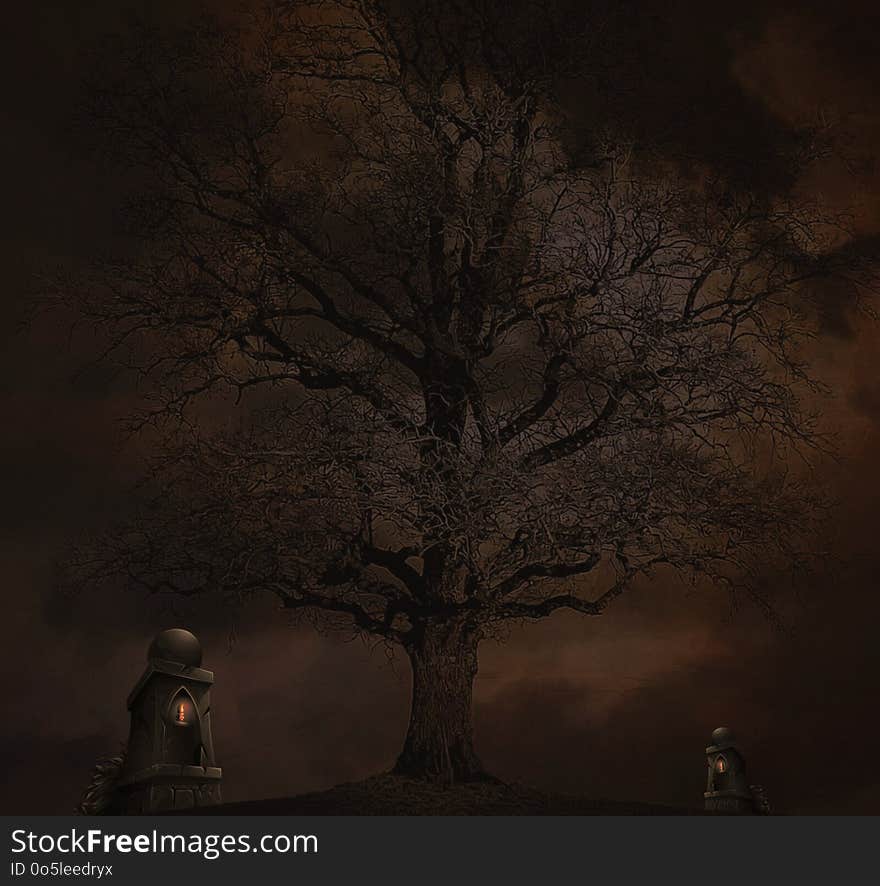 Tree, Woody Plant, Darkness, Sky