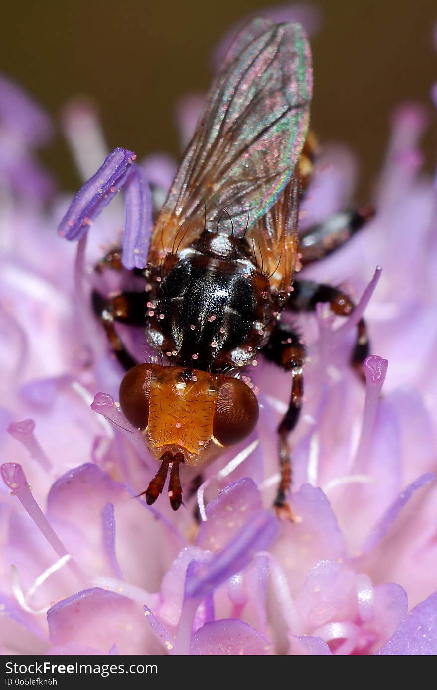 Insect, Honey Bee, Bee, Macro Photography