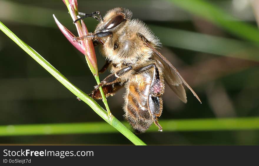 Insect, Bee, Honey Bee, Membrane Winged Insect