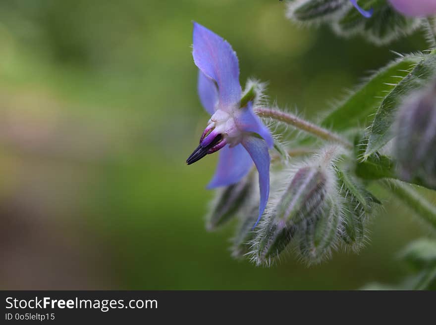 Flora, Plant, Flower, Flowering Plant