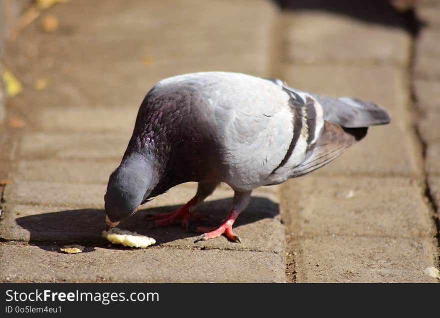 Beak, Bird, Fauna, Pigeons And Doves