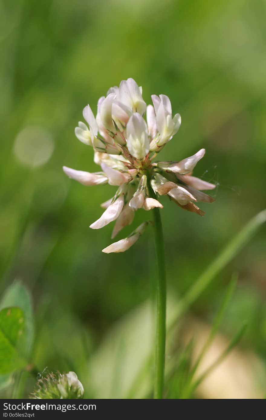 Flower, Plant, Flora, Trifolieae