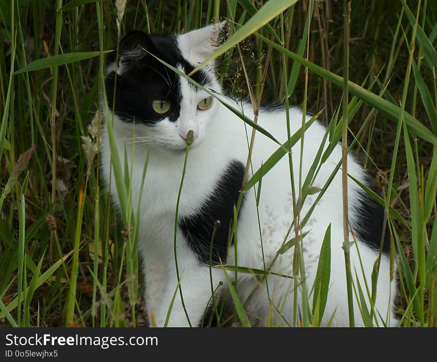 Cat, Fauna, Whiskers, Grass