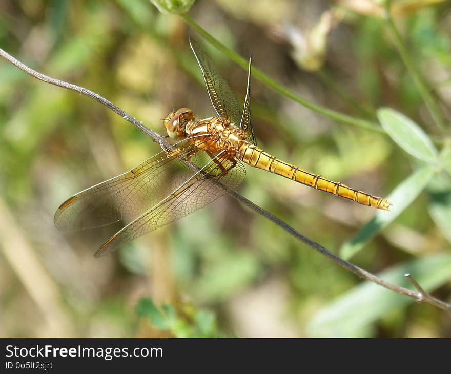 Insect, Dragonfly, Invertebrate, Fauna