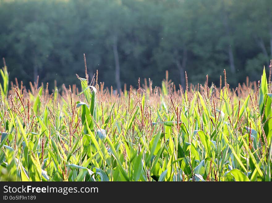 Grass, Field, Vegetation, Crop