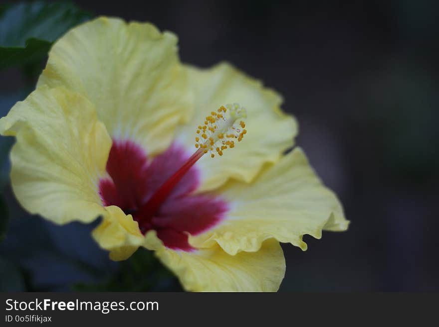 Flower, Yellow, Flowering Plant, Hibiscus