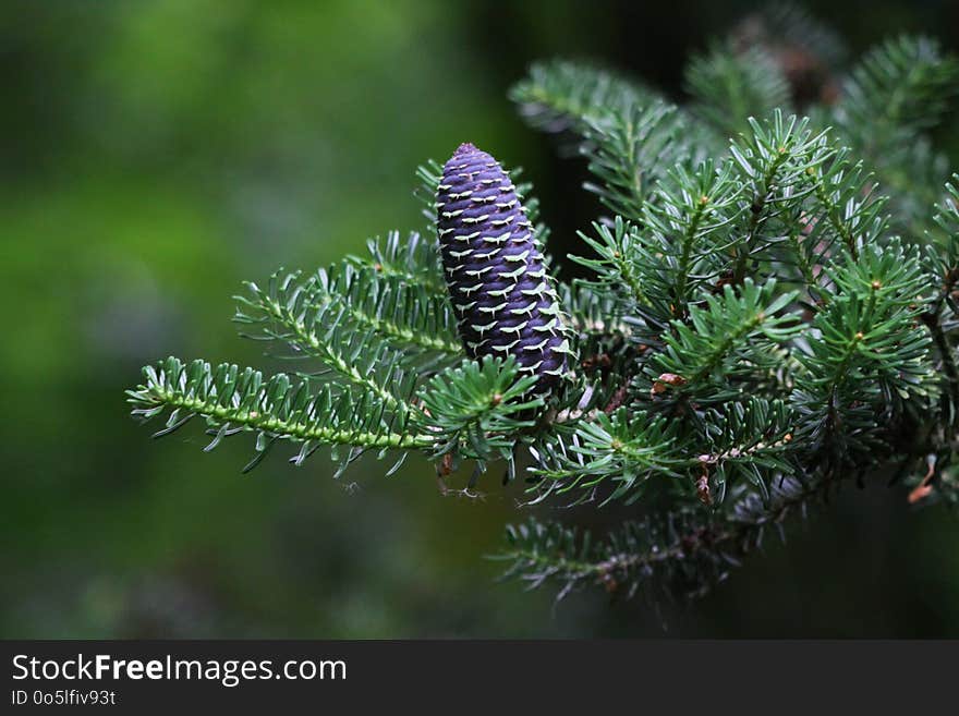 Pine Family, Ecosystem, Spruce, Tree