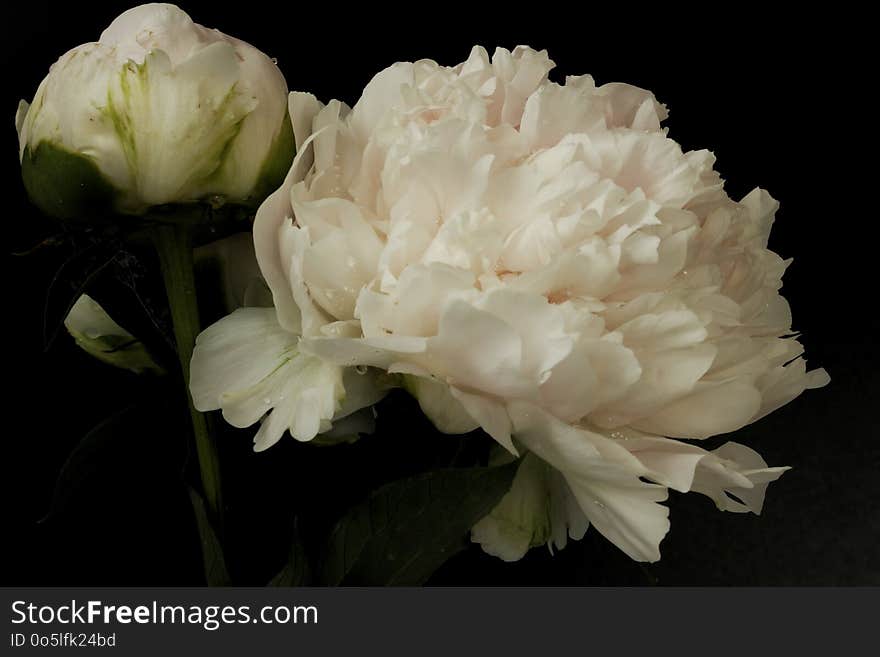 Flower, White, Plant, Flowering Plant